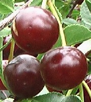 Fresh Dwarf Sour Cherries